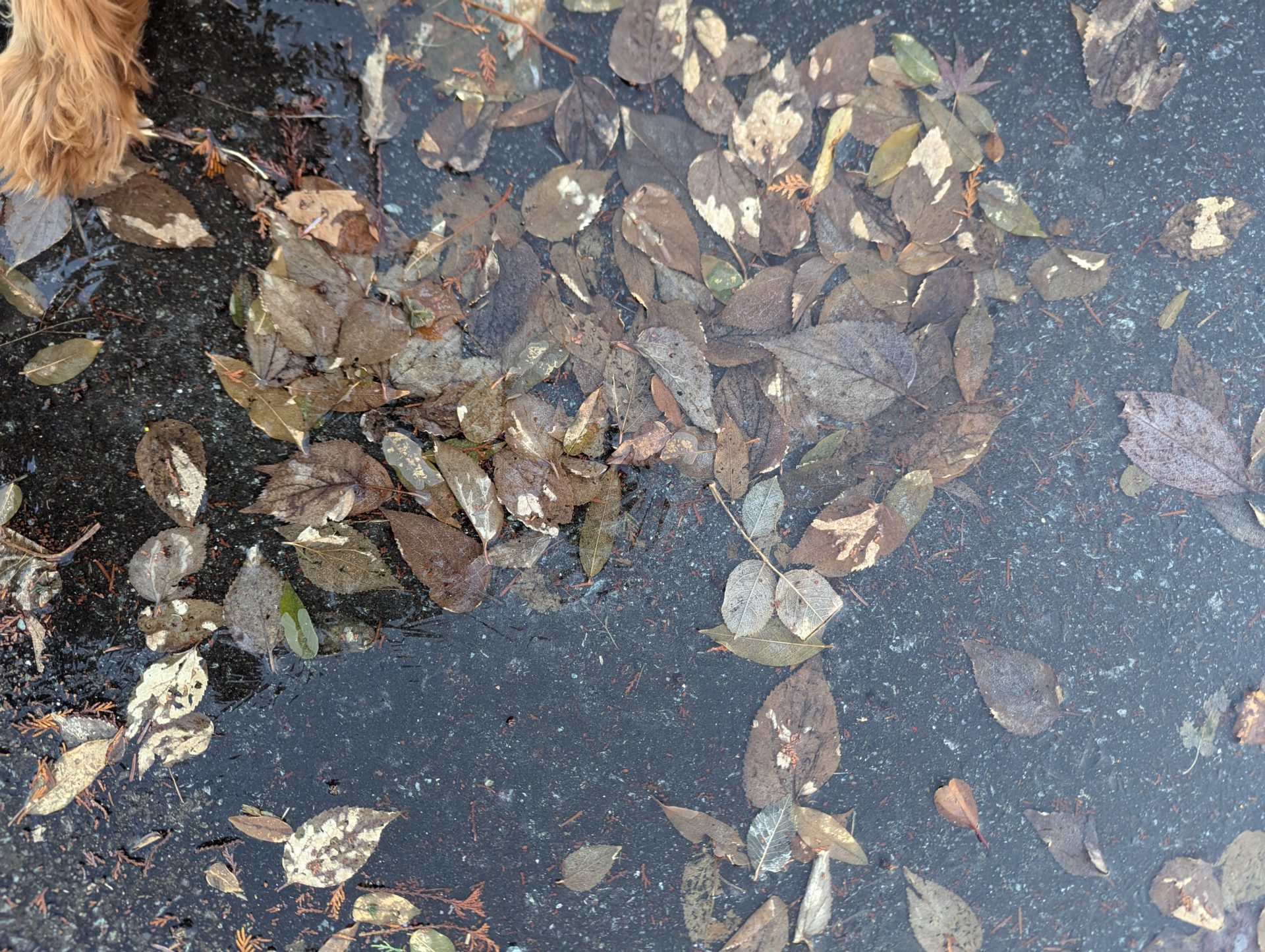 凍りましたねえ